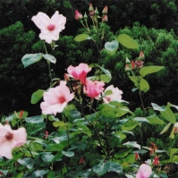 2003-05-18 東京都調布市深大寺 神代植物公園 ピンクのバラ