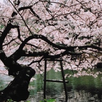 2005-04-09 井の頭公園 池辺と枝垂れる桜