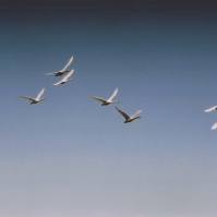 2003-02-14 本埜村 空を飛ぶ白鳥たち