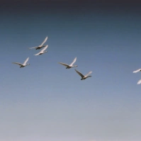 2003-02-14 本埜村 空を飛ぶ白鳥たち