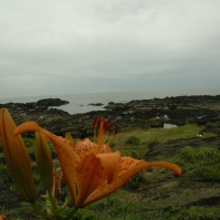 2007-07-21 15-11-17オニユリと城ヶ島の海