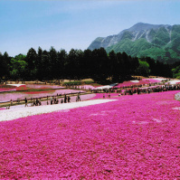 2001-08-09 羊山公園の芝桜