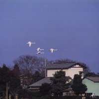 1999-11-20 本埜村の風景・白鳥