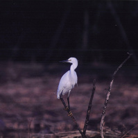 1999-11-19 北山公園のサギ