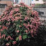 2012-03-08 花の家 アセビ