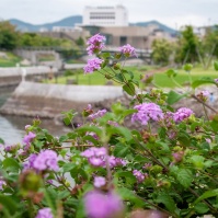 2008-09-14-16-41-43長崎 水辺の森公園とランタナの花