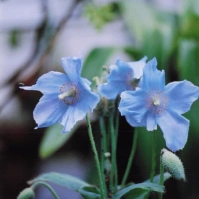 2002-05-24 東京都薬用植物園 ヒマラヤの青いケシ