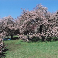 2005-04-21 小金井公園 桜と原っぱ