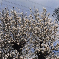 2010-03-20 花の家 送電線の鉄塔と白木蓮