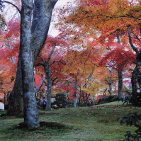 2001-11-21_18 箱根の紅葉