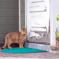 2017-08-13 11;56 弘前 カフェ・ホートン入り口前にいる猫