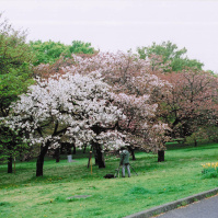 2001-04-01 公園で桜の絵を描く人