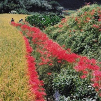 2000-09-21 日向薬師 端に沿って植えられた彼岸花