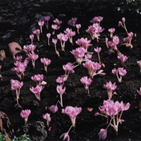 2010-10-01 花の家 並んでいるイヌサフラン