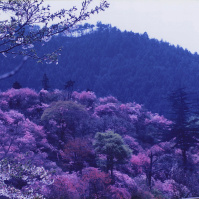 1995-04-21 長瀞・岩根山 ツツジ