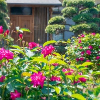 2017-05-05 13;54 花の家 バラと玄関