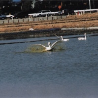 2004-02-08 本埜村 着水する白鳥