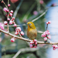 2000-02-28 河津桜にとまるメジロ