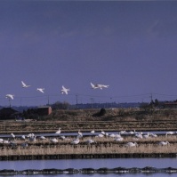 2002-01-30 本埜村 白鳥と水田