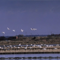 2002-01-30 本埜村 白鳥と水田