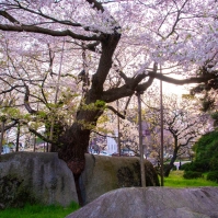 2010-05-05-17-47-02盛岡の石割桜