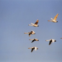 2004-01-06 本埜村 白鳥たちが舞う