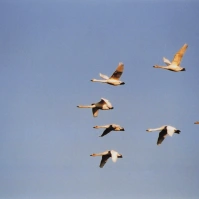 2004-01-06 本埜村 白鳥たちが舞う