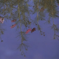 2000-10-24 水面に映る秋桜