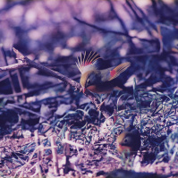 1997-02-01 花の家のソウシチョウ