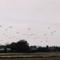 2002-12-20 本埜村 村を飛ぶ白鳥