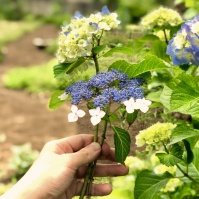 2019-06-02 花の家 摘んだ紫陽花