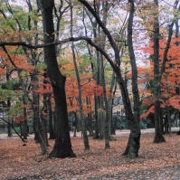 2003-11-21 19;52 小金井公園 紅葉する木々