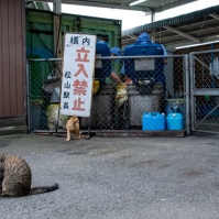 2015-07-05-18-28 松山駅の清掃関係の出入り口の猫たち