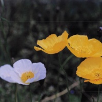 2002-04-01 東京都薬用植物園 黄色いシベリアヒナゲシ