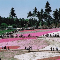 2007-05-03 秩父 羊山公園 芝桜と人々