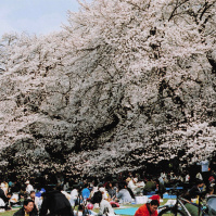 2001-04-01 公園の花見