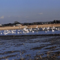 2001-12-11 本埜村 白鳥