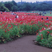 2001-05 昭和記念公園のシャーレーポピー畑