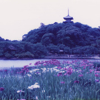 1995-02-12 横浜 三溪園