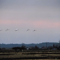 2002-12-20 本埜村 夕焼けと並んで飛ぶ白鳥