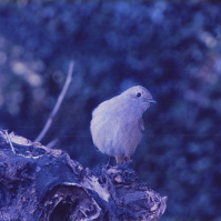 1997-02-01 花の家で首を傾げるクロジョウビタキ