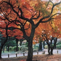 2003-11-21 小金井公園 紅葉の木