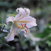 2002-07-06 町田薬師池公園四季彩の杜 ヤマユリ