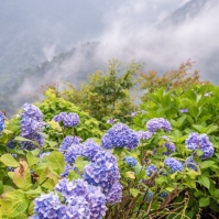 2015-07-04-11-59 新居浜 マイントピア別子の紫陽花と山