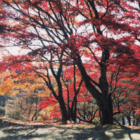 2001-11-21 箱根の紅葉