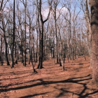 2012-03-08 東村山市 村山貯水池・狭山公園 広がる木々と空