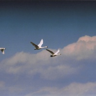 2003-02-14 本埜村 雲が印象的な空を飛ぶ三羽の白鳥