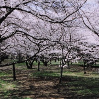 2004-04-01 小金井公園 たくさんの桜