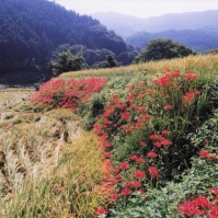 2000-09-21 日向薬師 田園風景と彼岸花と山々