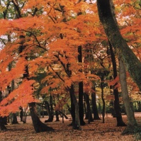 2009-11-29 小金井公園 紅葉